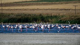 Erçek Gölü göç yolculuğundaki flamingoları ağırlıyor